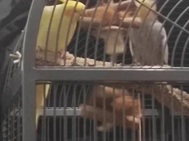 Cockatiel and canaries?