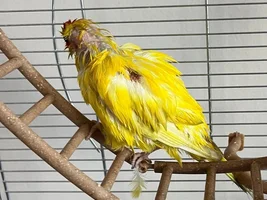 Kakariki losing feathers
