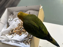 Is this sun or jenday conure?