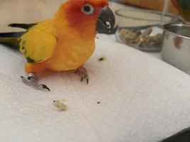 Quarantining Parrots