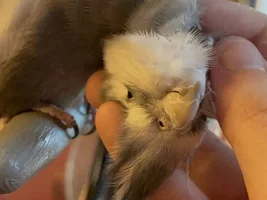 How many birds in parrot forums ?