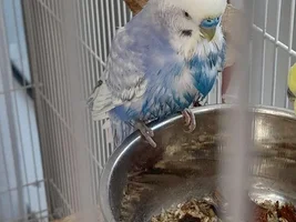 Wet birdies!