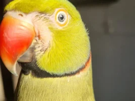 Is this yellow around growing feathers normal?