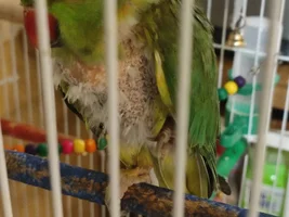 Indian Ringneck