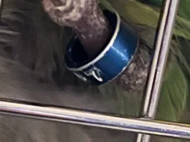 FOUND 12/4/22 Quaker Parrot