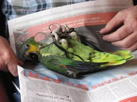 Whhheeeeres The Birrdddy