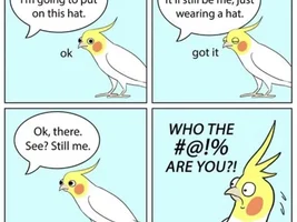 The best Bird meme!!