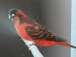 Parrots in opposite colors