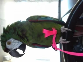 Aviator harness