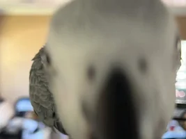 Beautiful young hand tamed African Gray for sale. A great talker!!!