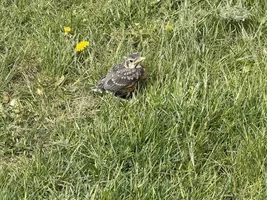 Baby Robin