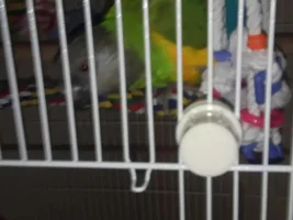 I am looking for a Senegal parrot