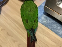 Please Help me with GCC Diet and Behavior