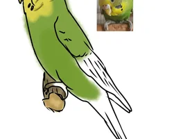 Who wants to draw my birds?