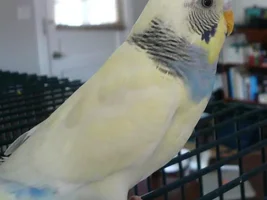 budgie eye problem?