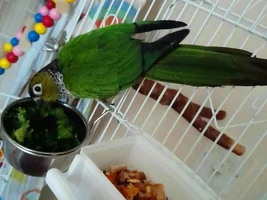 New bird advice?