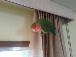 how's my cage?