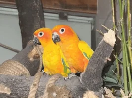 Drawing your birds