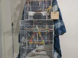 Lovebird siblings living together