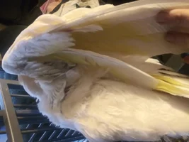 Rescued Cockatoo