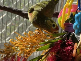 A sweet little birdie called Lovejoy 💖