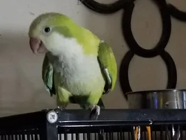 Quaker acting weird