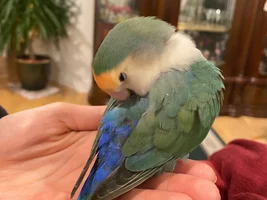 self mutilating// help my bird Oscar