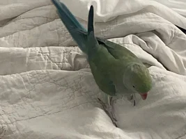 Parrot obsessed with my phone
