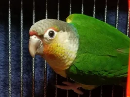My favorite Petey pic