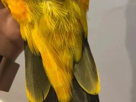 Advice on feathers