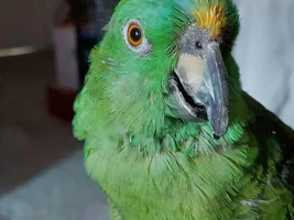 Scruffy Bingo