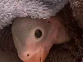 Hi, I'm new here and have a 3 week old IRN :) Question on gender..