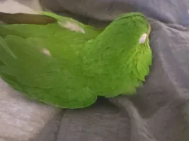 Conure Behavior Advice