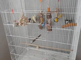 Bird cages😊