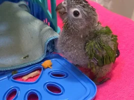 Bird Tax Pics / Accidental Grandparrontage Successes