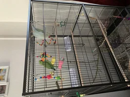 Two Indian Ringnecks