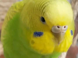 Official budgie photo thread!