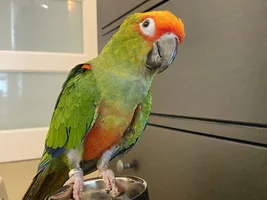 Happy 26th Hatch Summer to Mango