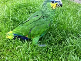 my little amazon