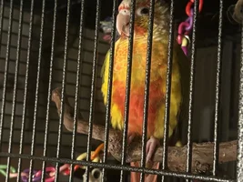 Baby bird biting to hard