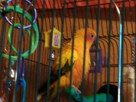 New Conure mom