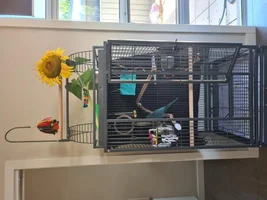 Adopted a Quaker parrot, looking for advice!