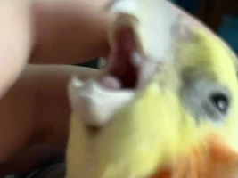 weird lump inside cockatiel’s beak