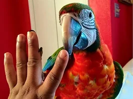 Baby GW and hybrid macaw photos