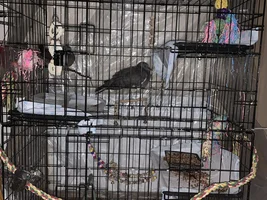 Cage Set Up - Needs and Musts