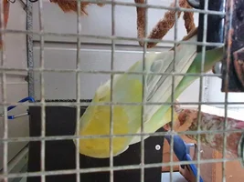 What type of Ringneck do I have?