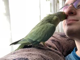 Pleae help! My 23 years old Indian Ringneck Parakeet is extremely sick