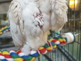 Cockatiel feather problems??