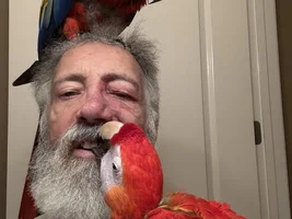 Louie the gigantic Scarlet Macaw