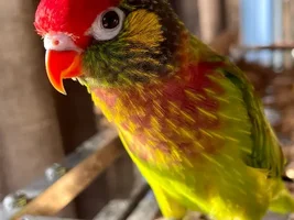 The best Bird meme!!